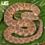 Northern Banded Water Snakes for Sale - Underground Reptiles