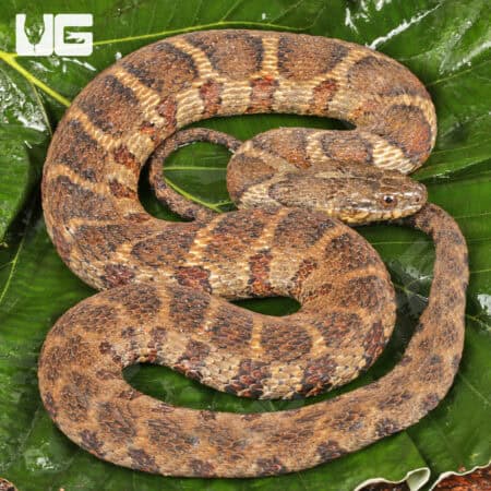 Northern Banded Water Snakes for Sale - Underground Reptiles