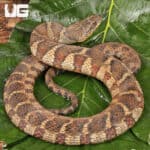 Northern Banded Water Snakes for Sale - Underground Reptiles