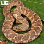 Northern Banded Water Snakes for Sale - Underground Reptiles