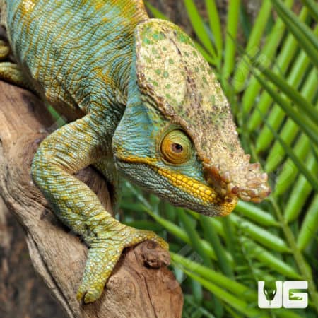 Parson’s Chameleons (Calumma parsonii) For Sale - Underground Reptiles