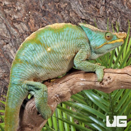Parson’s Chameleons (Calumma parsonii) For Sale - Underground Reptiles