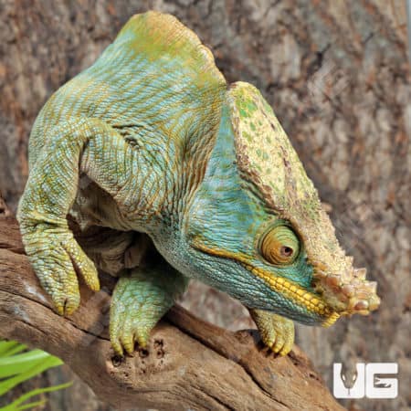 Parson’s Chameleons (Calumma parsonii) For Sale - Underground Reptiles