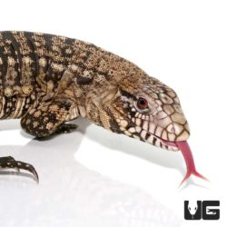 Adult Male Argentine Black and White Tegus For Sale - Underground Reptiles