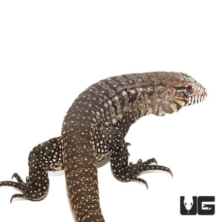 Adult Male Argentine Black and White Tegus For Sale - Underground Reptiles