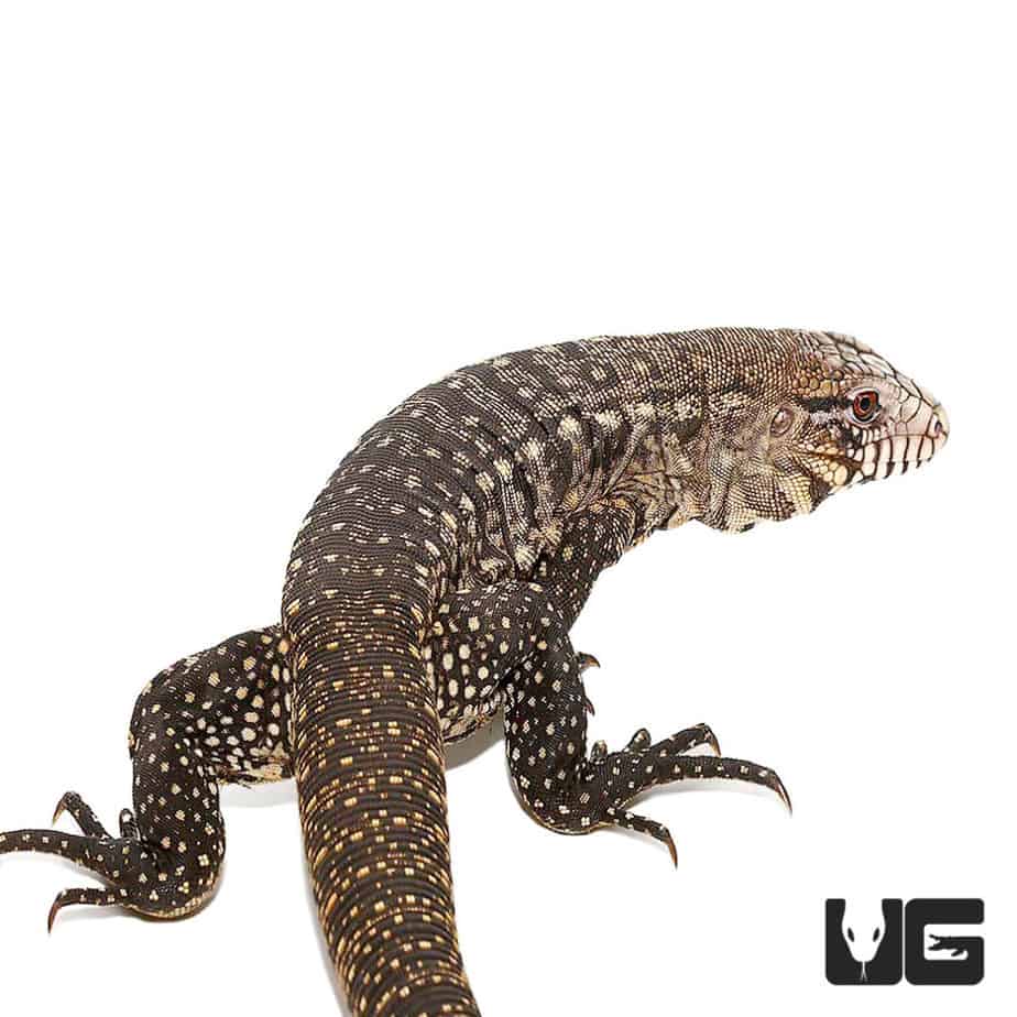 Adult Male Argentine Black and White Tegu For Sale Underground Reptiles