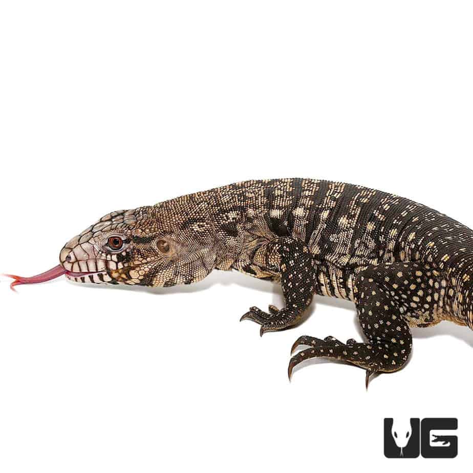 Adult Male Argentine Black and White Tegu For Sale Underground Reptiles