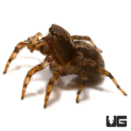 Asian Wall Jumping Spider (Sitticus fasciger) For Sale - Underground Reptiles