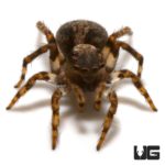 Asian Wall Jumping Spider (Sitticus fasciger) For Sale - Underground Reptiles