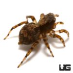 Asian Wall Jumping Spider (Sitticus fasciger) For Sale - Underground Reptiles