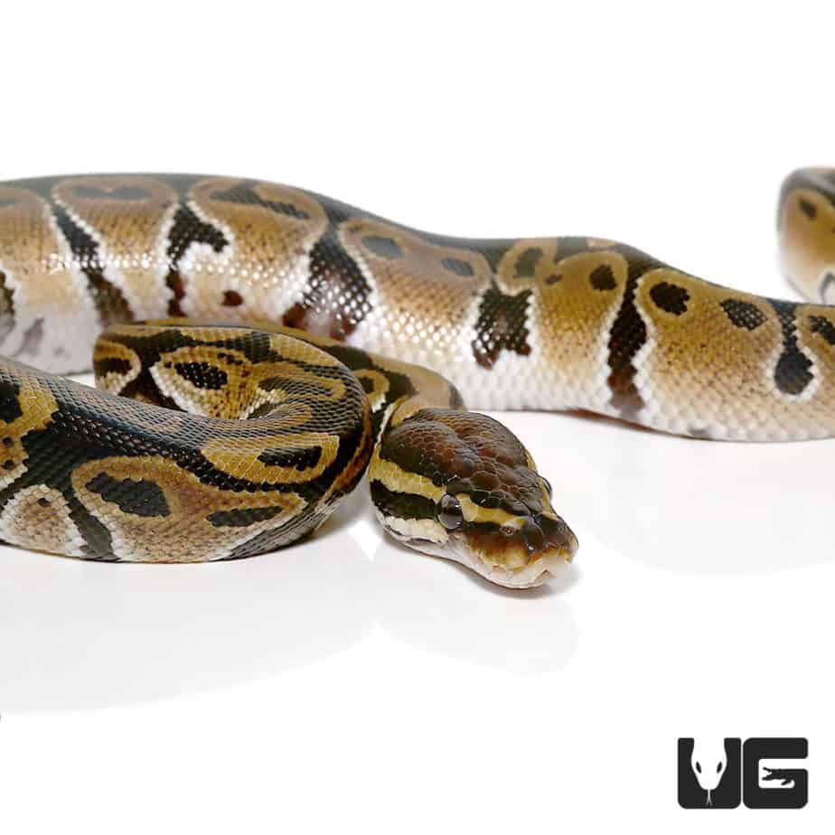Baby Ball Python Het VPI Axanthic For Sale Underground Reptiles