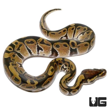 Baby Ball Pythons Het VPI Axanthic For Sale - Underground Reptiles