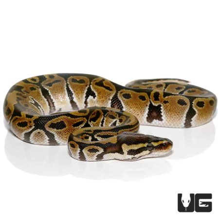 Baby Ball Pythons Het VPI Axanthic For Sale - Underground Reptiles