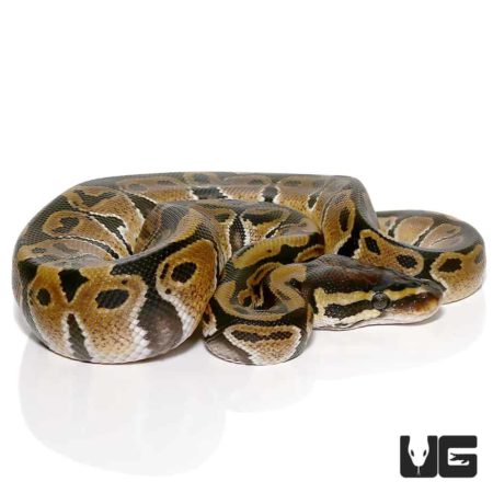 Baby Ball Pythons Het VPI Axanthic For Sale - Underground Reptiles