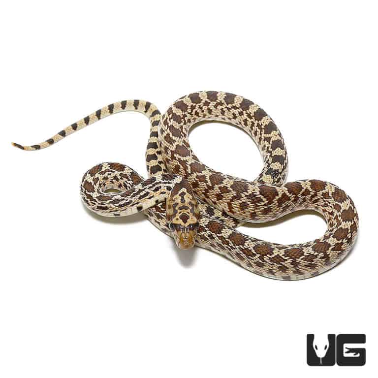 Baby Bull Snake for Sale Underground Reptiles