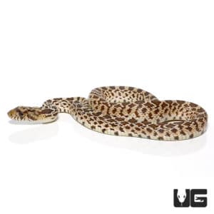 Baby Bull Snake for Sale - Underground Reptiles