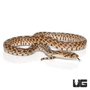 Baby Bull Snake for Sale - Underground Reptiles