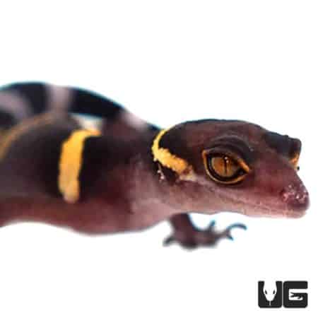 Baby Chinese Cave Geckos For Sale - Underground Reptiles