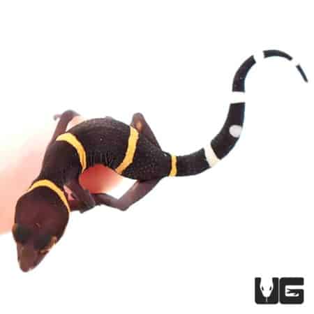 Baby Chinese Cave Geckos For Sale - Underground Reptiles