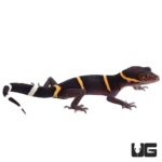 Baby Chinese Cave Geckos For Sale - Underground Reptiles