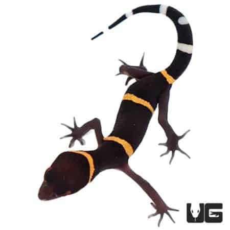 Baby Chinese Cave Geckos For Sale - Underground Reptiles