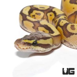 Baby Baby Enchi Firefly Hypo Ball Pythons For Sale - Underground Reptiles