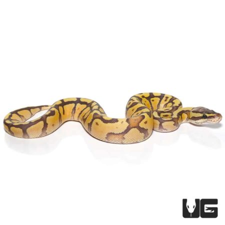 Baby Baby Enchi Firefly Hypo Ball Pythons For Sale - Underground Reptiles