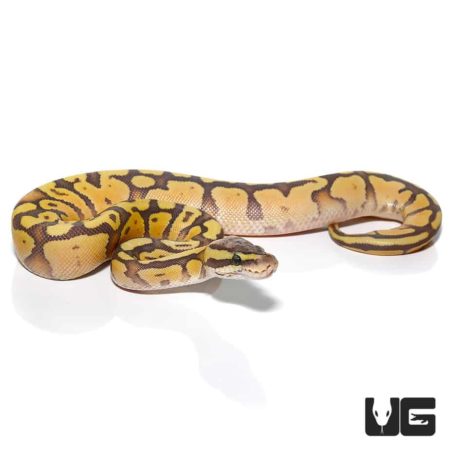 Baby Baby Enchi Firefly Hypo Ball Pythons For Sale - Underground Reptiles