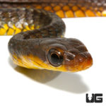 Baby Machete Snakes For Sale - Underground Reptiles