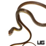 Baby Machete Snakes For Sale - Underground Reptiles