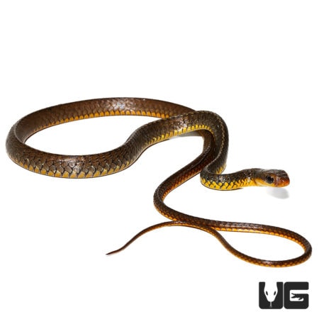 Baby Machete Snakes For Sale - Underground Reptiles