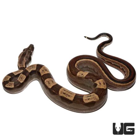Baby Motley Jungle Het T+ Albino Boas For Sale - Underground Reptiles
