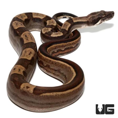 Baby Motley Jungle Het T+ Albino Boas For Sale - Underground Reptiles