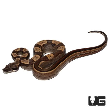 Baby Motley Jungle Het T+ Albino Boas For Sale - Underground Reptiles