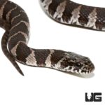Baby Northern Water Snakes For Sale - Underground Reptiles