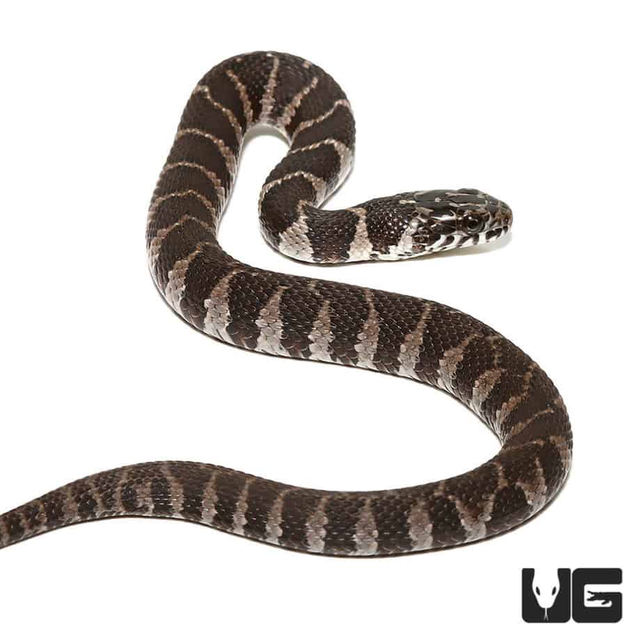 Baby Northern Water Snake For Sale - Underground Reptiles