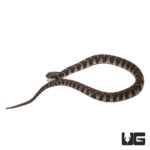 Baby Northern Water Snakes For Sale - Underground Reptiles