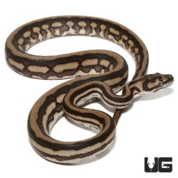 Baby Tiger Coastal Carpet Pythons For Sale - Underground Reptiles