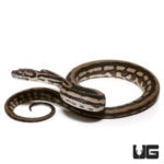 Baby Tiger Coastal Carpet Pythons For Sale - Underground Reptiles