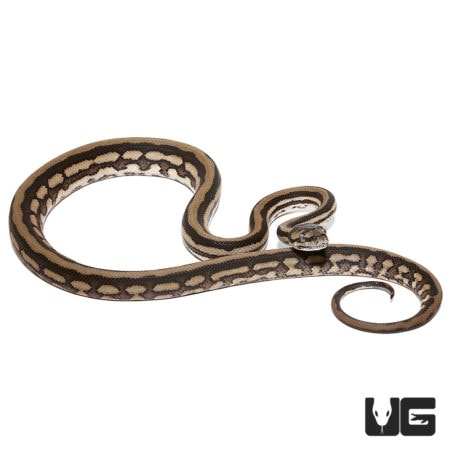 Baby Tiger Coastal Carpet Pythons For Sale - Underground Reptiles