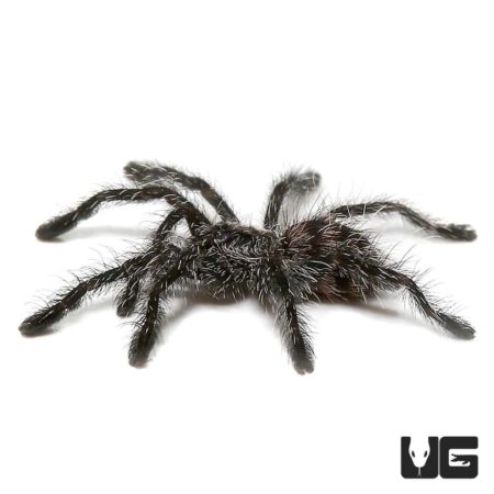 Ecuadorian Purple Pinktoe Tarantula (Avicularia sp Ecuador) For Sale - Underground Reptiles