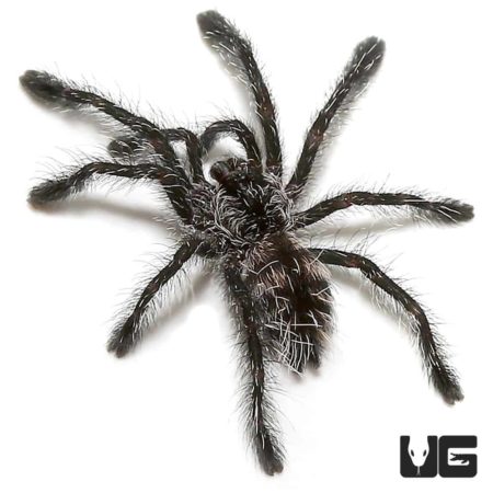 Ecuadorian Purple Pinktoe Tarantula (Avicularia sp Ecuador) For Sale - Underground Reptiles