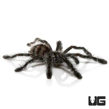 Ecuadorian Purple Pinktoe Tarantula (Avicularia sp Ecuador) For Sale - Underground Reptiles