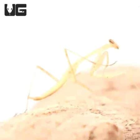 Egyptian Pygmy Mantis (Miomantis paykullii) For Sale - Underground Reptiles