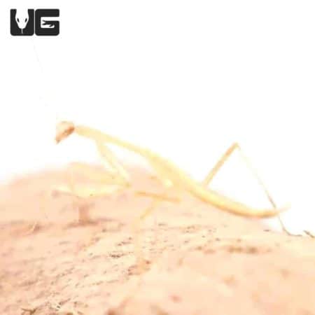 Egyptian Pygmy Mantis (Miomantis paykullii) For Sale - Underground Reptiles