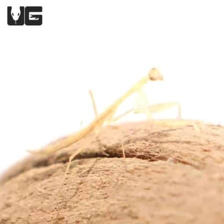 Egyptian Pygmy Mantis (Miomantis paykullii) For Sale - Underground Reptiles