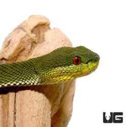 Green Purple Spotted Pit Vipers For Sale - Underground Reptiles