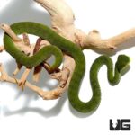 Green Purple Spotted Pit Vipers For Sale - Underground Reptiles