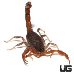 Marbled Scorpions (Lychas tricarinatus) for Sale - Underground Reptiles