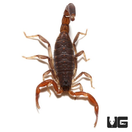 Marbled Scorpions (Lychas tricarinatus) for Sale - Underground Reptiles